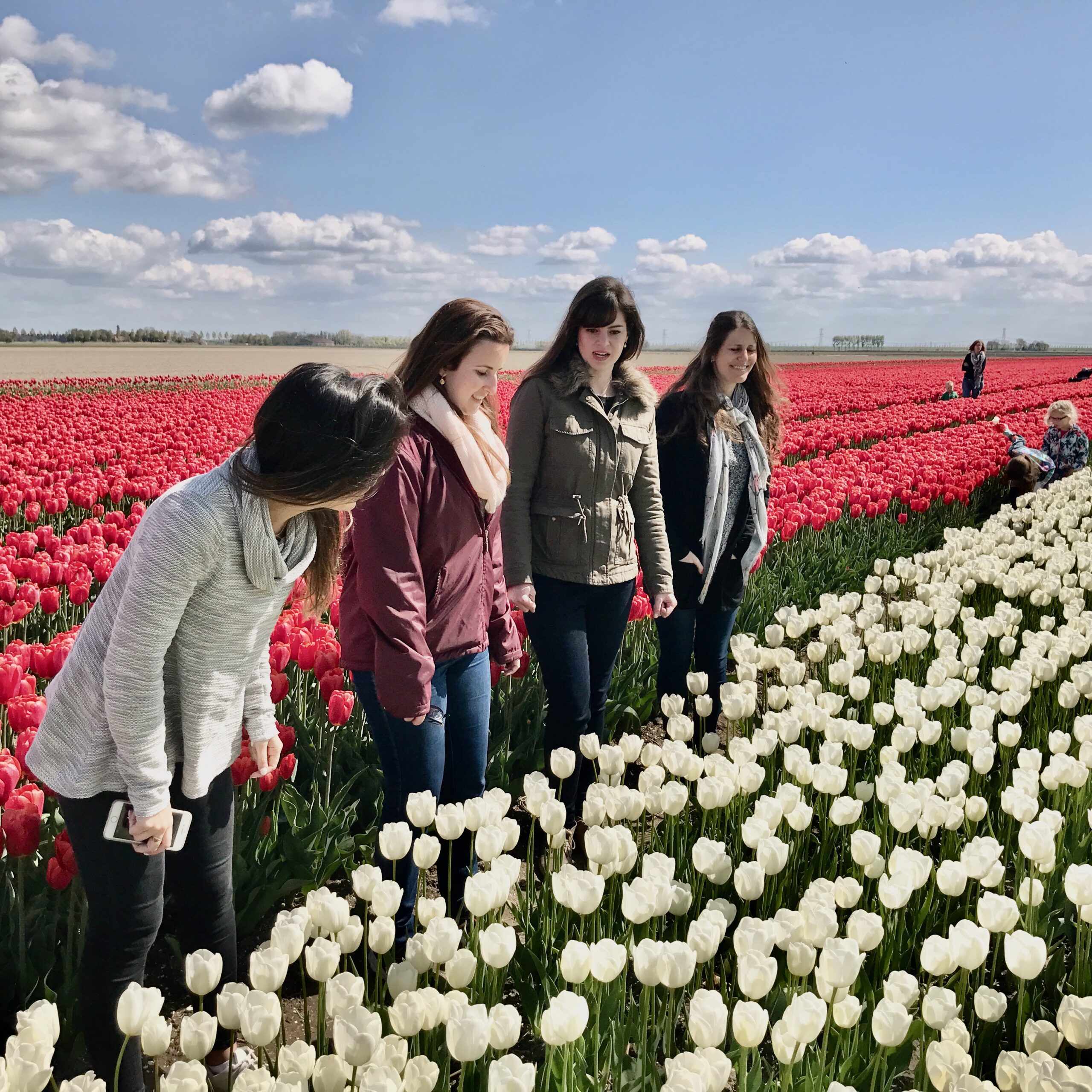 tulips Holland